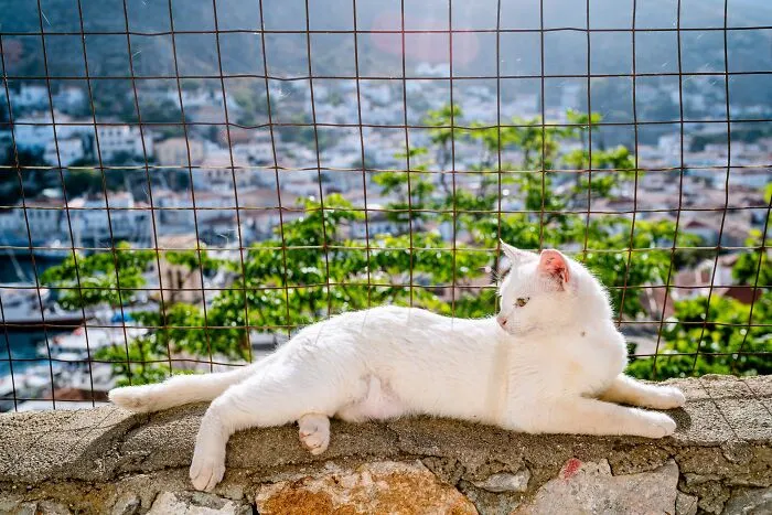 40 Cats Living In One Of The Most Beautiful Greek Islands That I Photographed