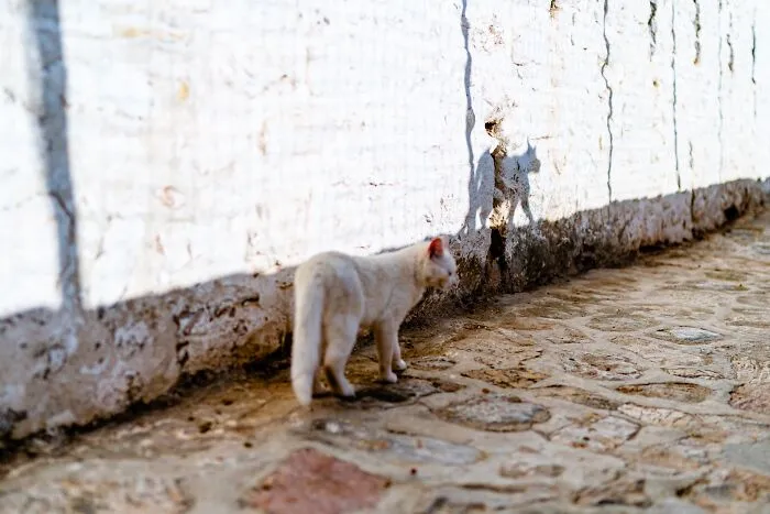 40 Cats Living In One Of The Most Beautiful Greek Islands That I Photographed