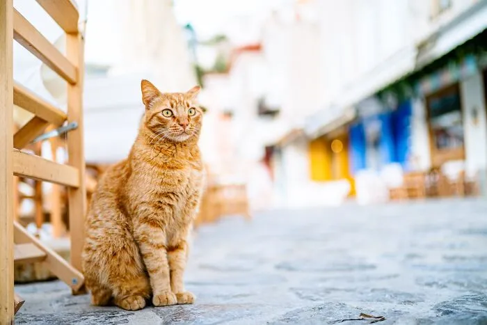 40 Cats Living In One Of The Most Beautiful Greek Islands That I Photographed