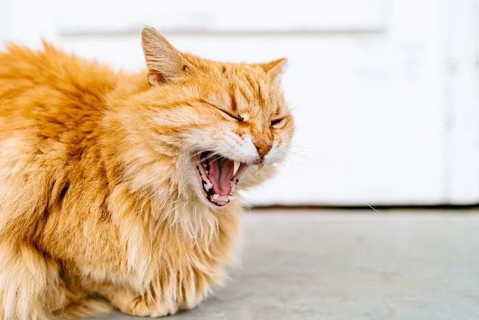 40 Cats Living In One Of The Most Beautiful Greek Islands That I Photographed