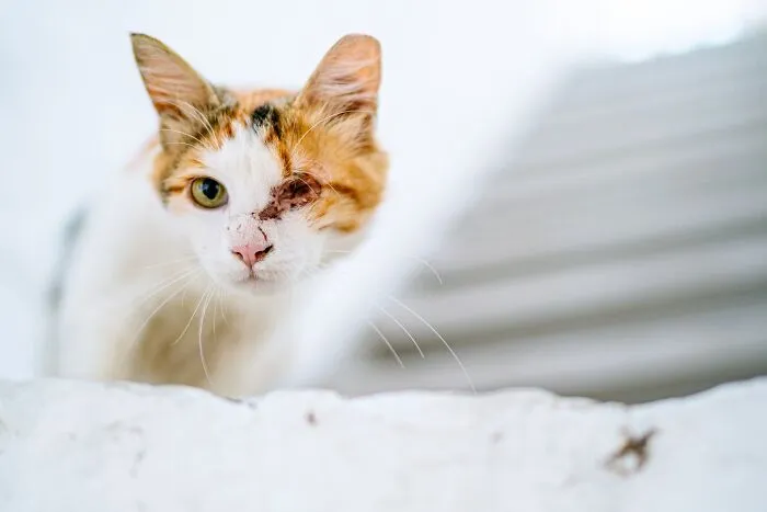 40 Cats Living In One Of The Most Beautiful Greek Islands That I Photographed