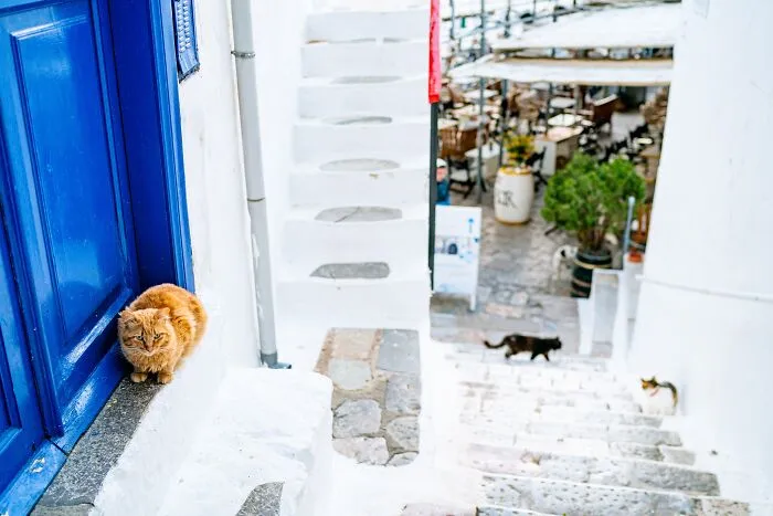 40 Cats Living In One Of The Most Beautiful Greek Islands That I Photographed
