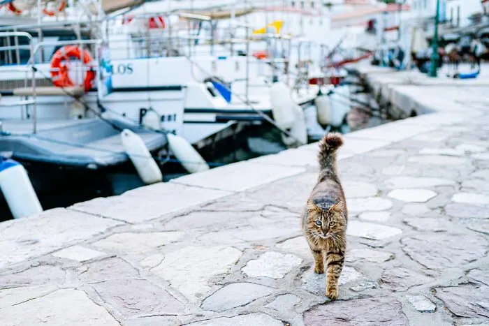 40 Cats Living In One Of The Most Beautiful Greek Islands That I Photographed