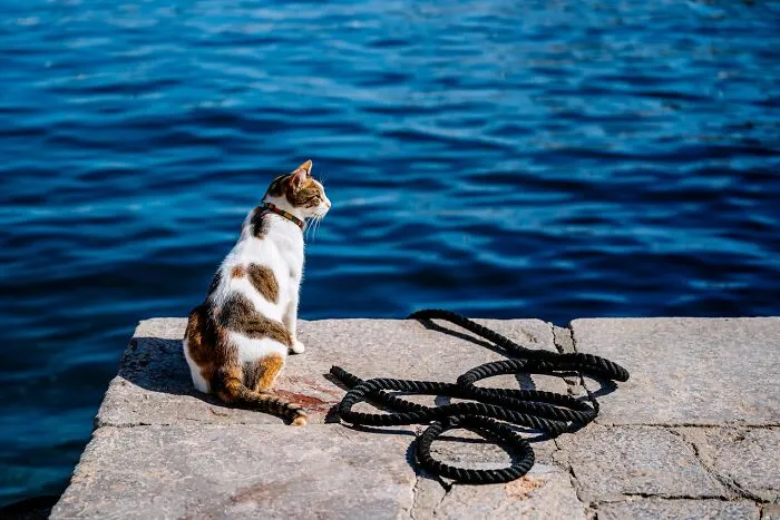 40 Cats Living In One Of The Most Beautiful Greek Islands That I Photographed