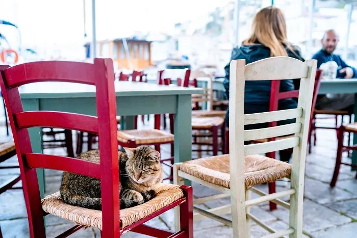 40 Cats Living In One Of The Most Beautiful Greek Islands That I Photographed