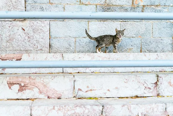 40 Cats Living In One Of The Most Beautiful Greek Islands That I Photographed