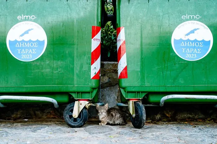 40 Cats Living In One Of The Most Beautiful Greek Islands That I Photographed