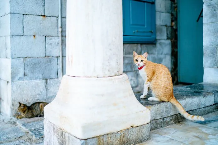 40 Cats Living In One Of The Most Beautiful Greek Islands That I Photographed