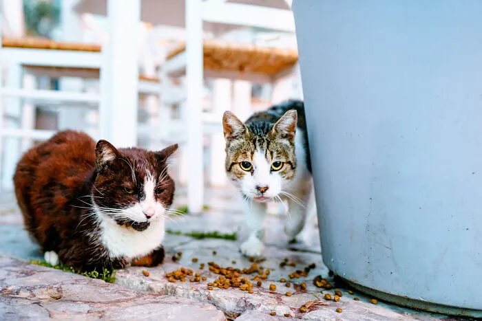 40 Cats Living In One Of The Most Beautiful Greek Islands That I Photographed