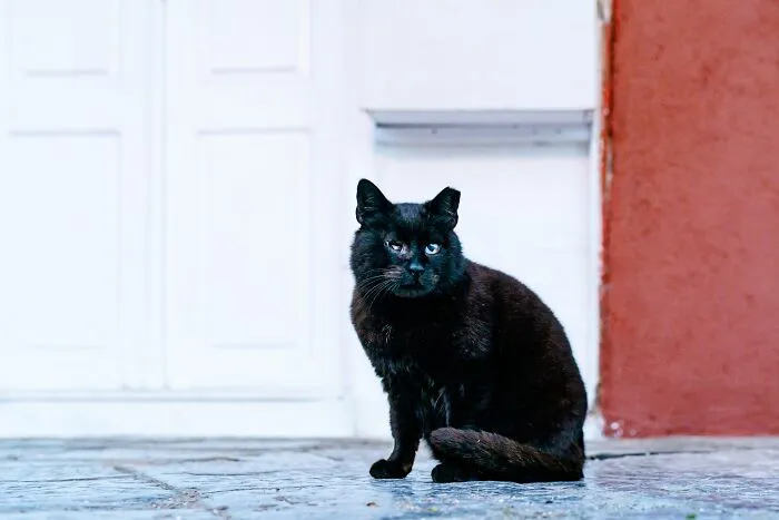 40 Cats Living In One Of The Most Beautiful Greek Islands That I Photographed