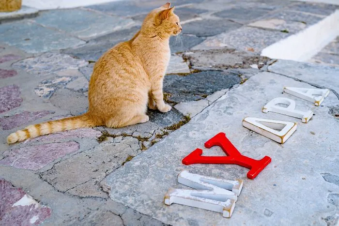 40 Cats Living In One Of The Most Beautiful Greek Islands That I Photographed