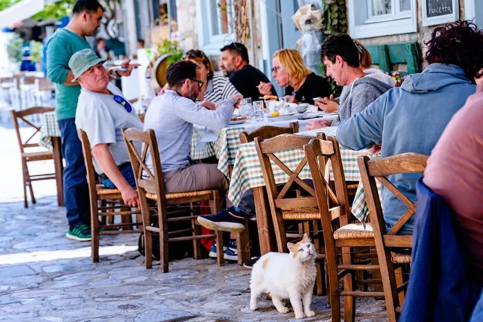 40 Cats Living In One Of The Most Beautiful Greek Islands That I Photographed