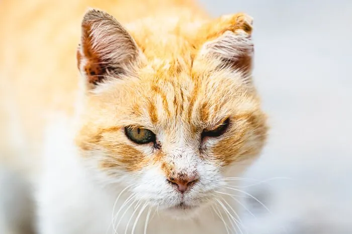 40 Cats Living In One Of The Most Beautiful Greek Islands That I Photographed