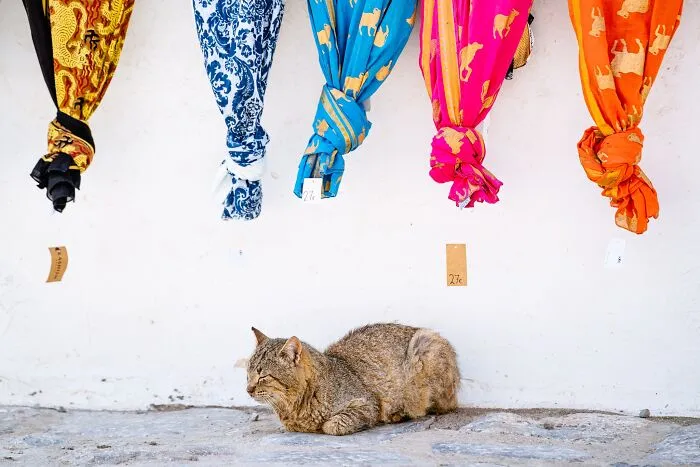 40 Cats Living In One Of The Most Beautiful Greek Islands That I Photographed