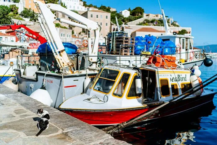40 Cats Living In One Of The Most Beautiful Greek Islands That I Photographed