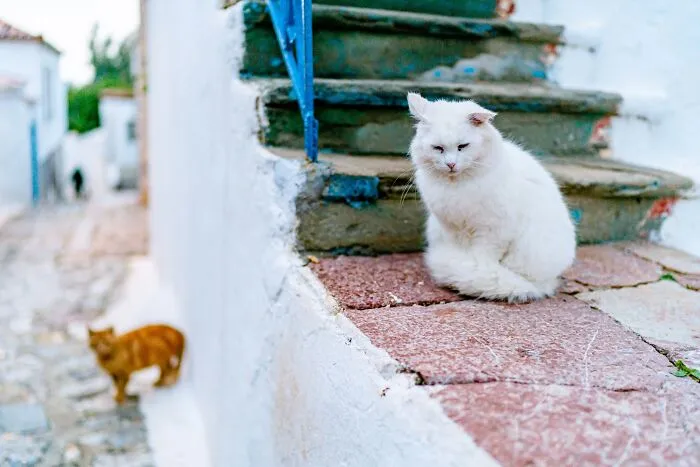 40 Cats Living In One Of The Most Beautiful Greek Islands That I Photographed