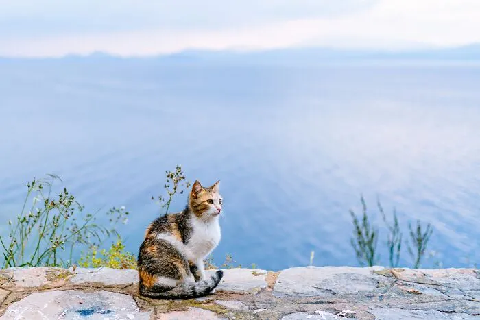 40 Cats Living In One Of The Most Beautiful Greek Islands That I Photographed
