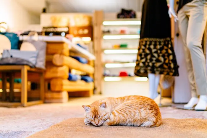 40 Cats Living In One Of The Most Beautiful Greek Islands That I Photographed