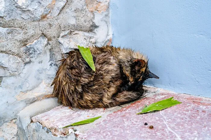 40 Cats Living In One Of The Most Beautiful Greek Islands That I Photographed