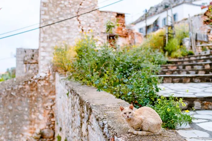 40 Cats Living In One Of The Most Beautiful Greek Islands That I Photographed