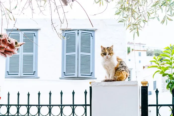 40 Cats Living In One Of The Most Beautiful Greek Islands That I Photographed