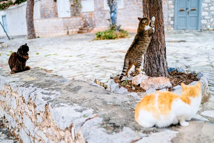 40 Cats Living In One Of The Most Beautiful Greek Islands That I Photographed