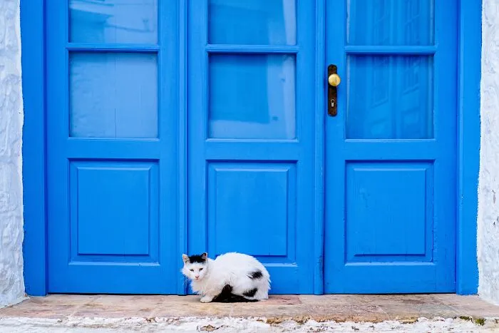 40 Cats Living In One Of The Most Beautiful Greek Islands That I Photographed