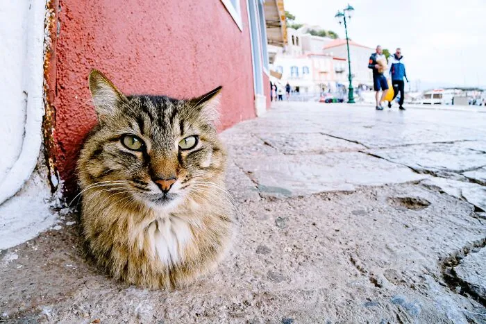 40 Cats Living In One Of The Most Beautiful Greek Islands That I Photographed