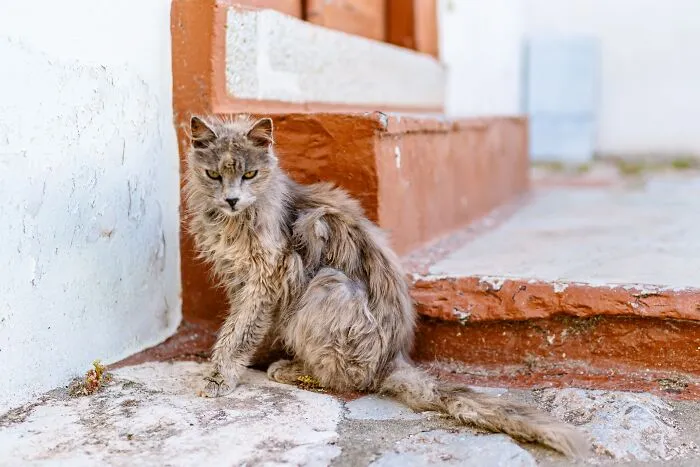 40 Cats Living In One Of The Most Beautiful Greek Islands That I Photographed