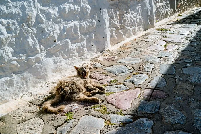 40 Cats Living In One Of The Most Beautiful Greek Islands That I Photographed