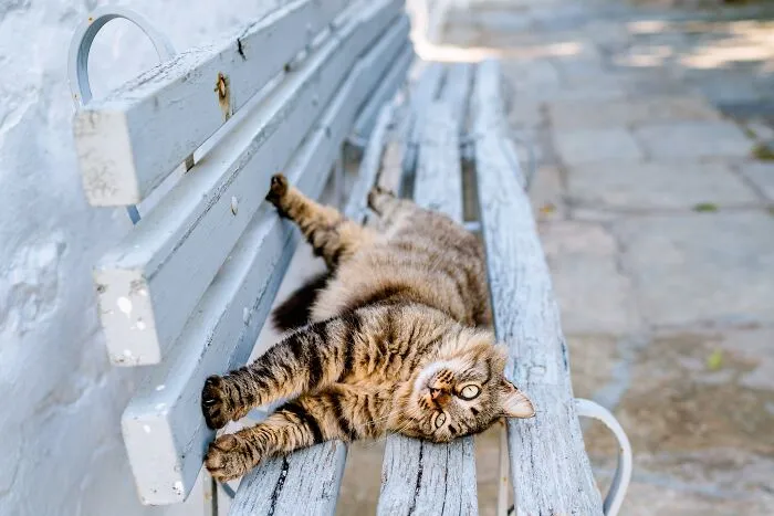 40 Cats Living In One Of The Most Beautiful Greek Islands That I Photographed