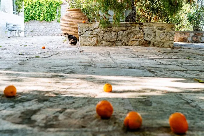 40 Cats Living In One Of The Most Beautiful Greek Islands That I Photographed