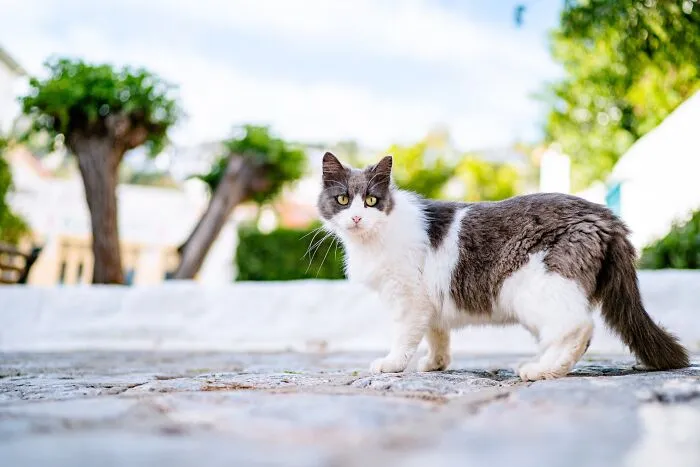 40 Cats Living In One Of The Most Beautiful Greek Islands That I Photographed