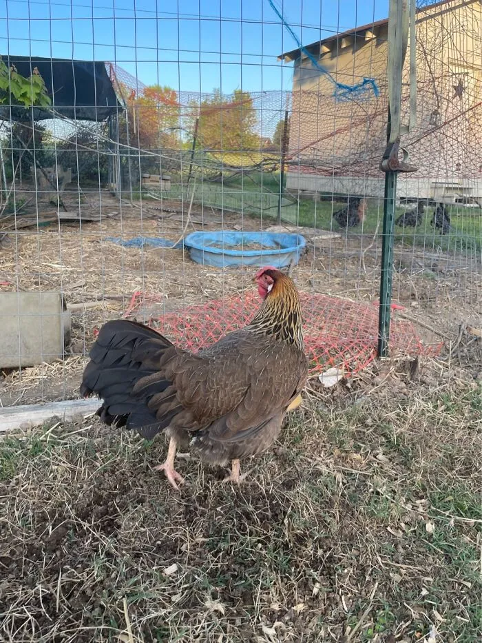 Chicken