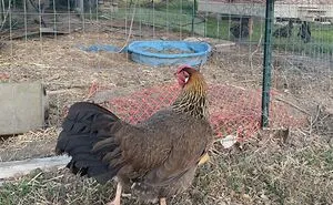 Post Your Birds