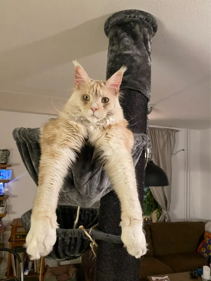 Legs For Days