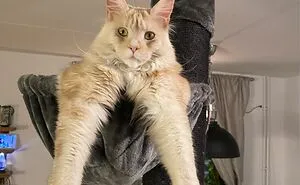 "Hey Pandas, Post The Funniest Photo Of Your Pet