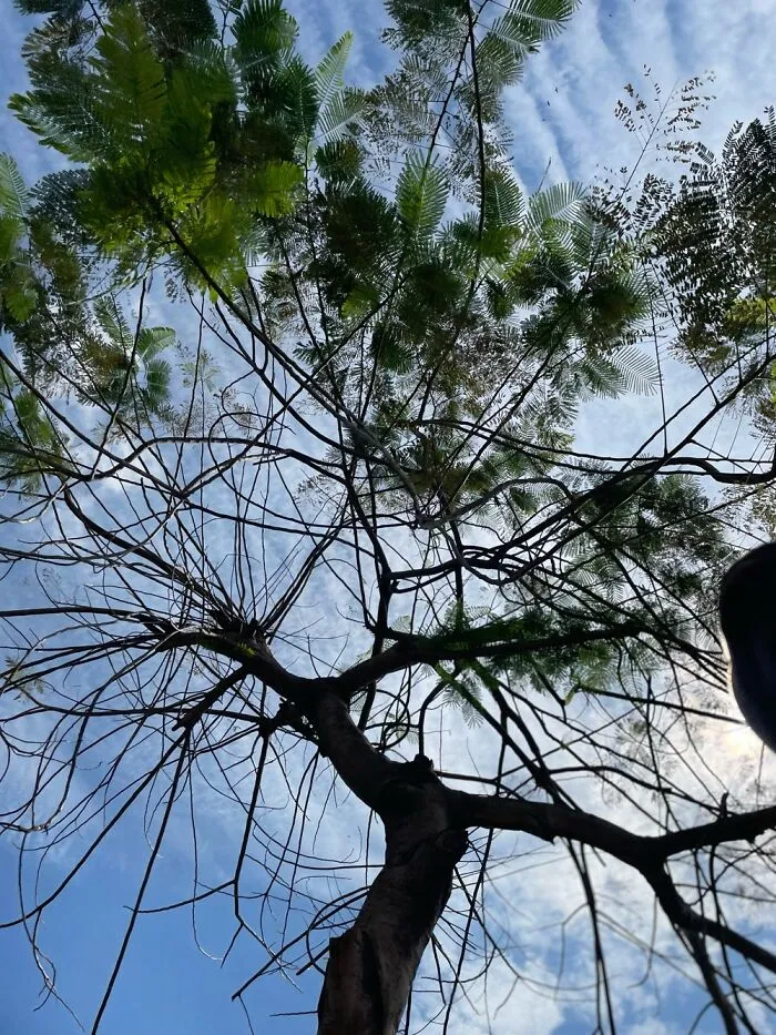 Featuring This Tree