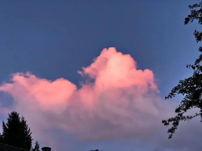 Before Dusk Taken With My iPhone, On Our Farm In The Pnw