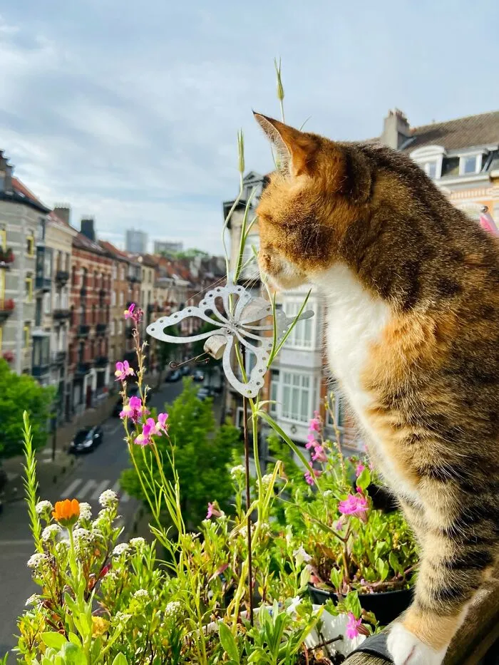 Tallulah Loves Gazing From The Balcony