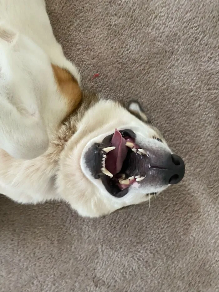 Loki Is Happiest When He’s Derping