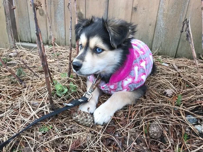 Baby Whisky!!