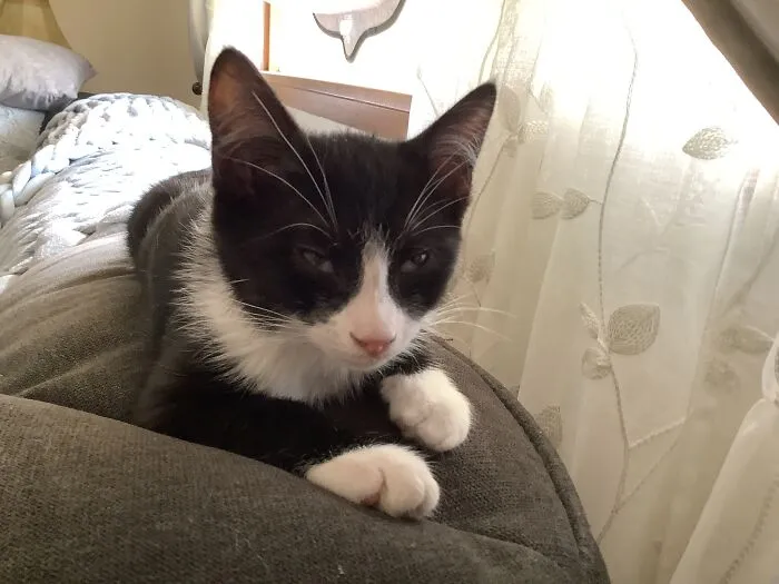 This Is My Other Kitten. My Little Baby Boy Panda!