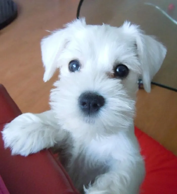 Baby Otto