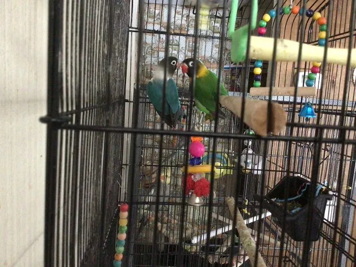 Lil Birb I Love Meh Birds Love Birb