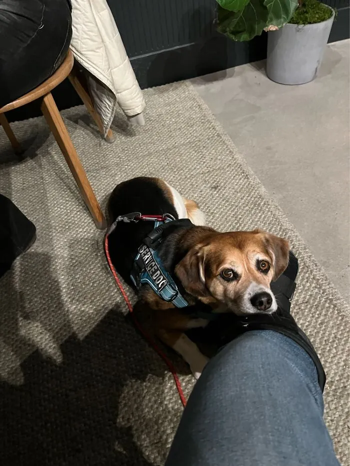 Po, Rescue Turned Service Dog! He Takes Such Good Care Of Me