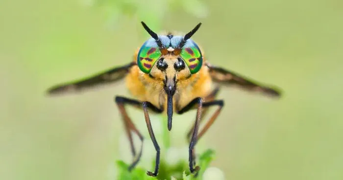 The Winning Photos Of The Insect Week Photography Competition 2023 Have Been Announced, And Here Are 23 Of The Best Ones