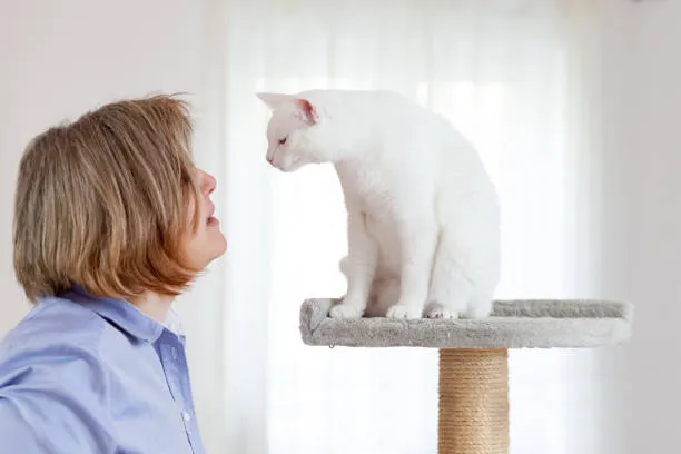 The Story Of Oliver, The Talking Cat
