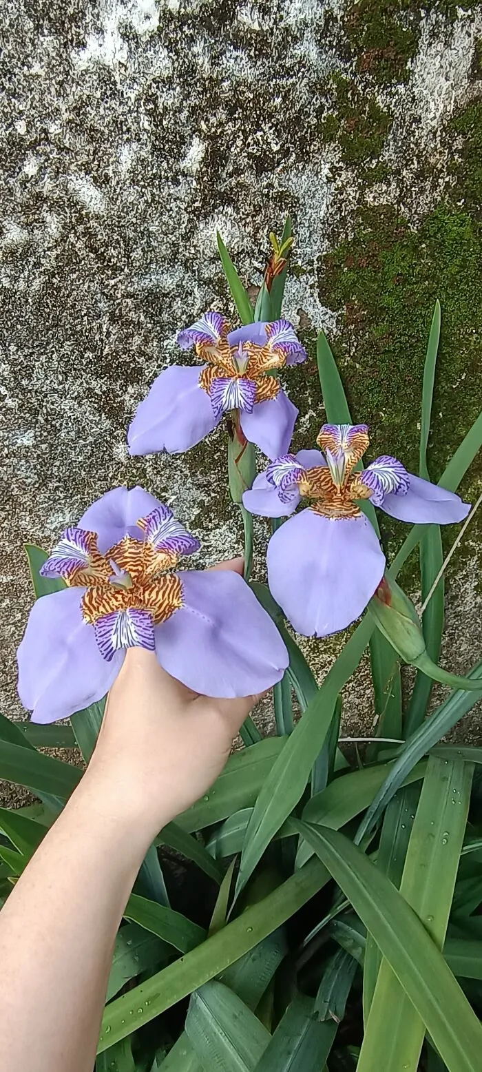 Iris