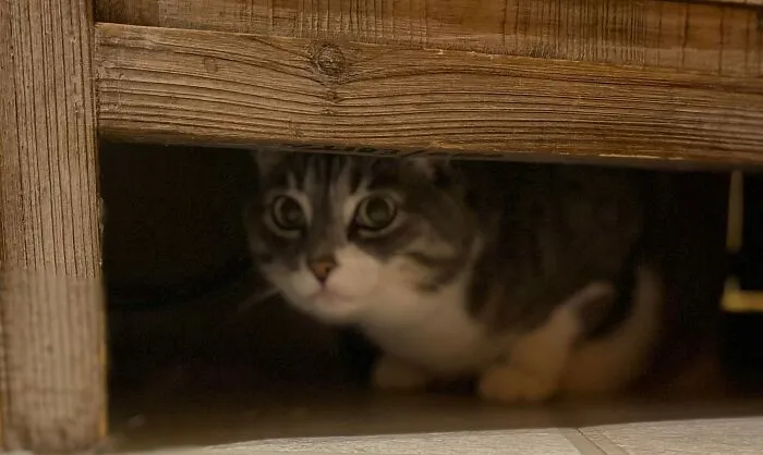 Warning: Unleashed Dog Sighted. (My Daughter's Cat,"Mindy")